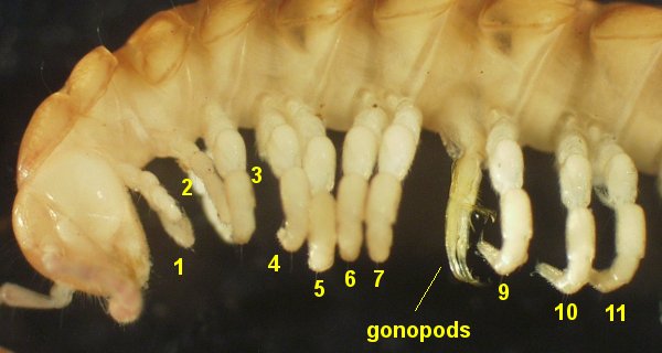 Lissodesmus