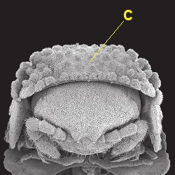 Eutrichodesmus