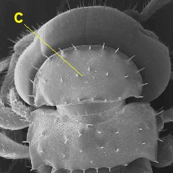 Pratherodesmus