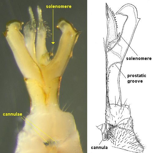 Gasterogramma