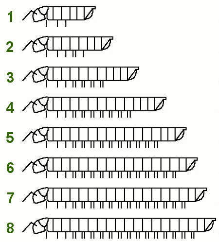 growth chart