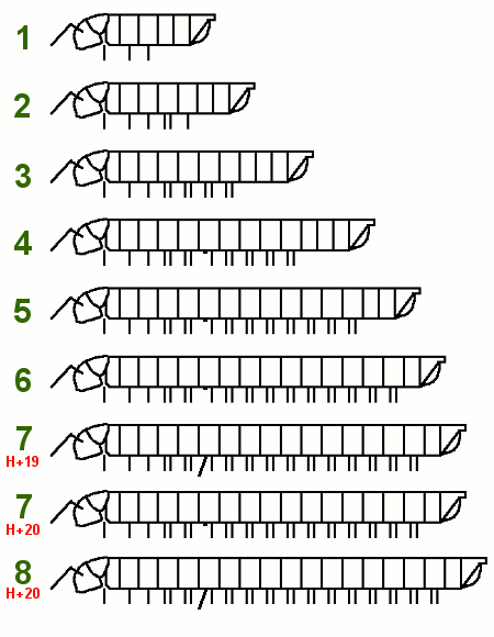 growth chart