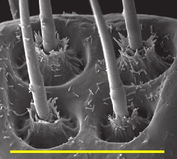 Pseudopolydesmus