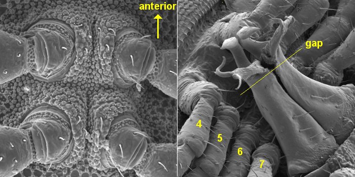 Agathodesmus + Asphalidesmus