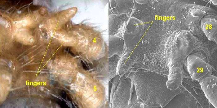 Orthomorpha + Atrophotergum